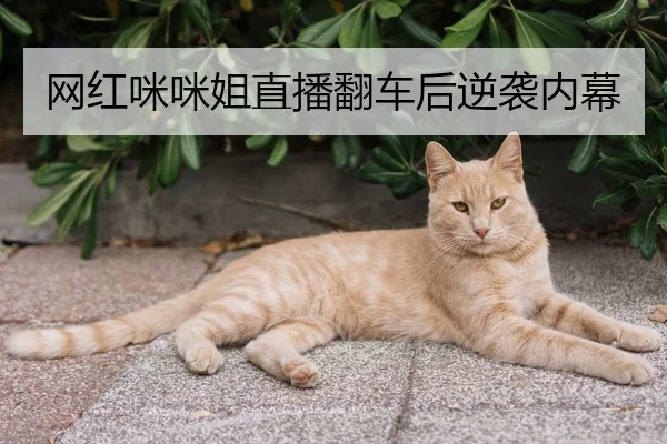 网红咪咪姐直播翻车后逆袭内幕