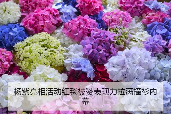 杨紫亮相活动红毯被赞表现力拉满撞衫内幕